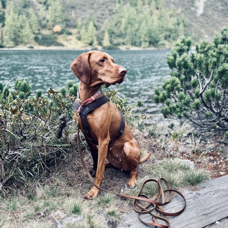Wandern mit Hund, See, Steiermark