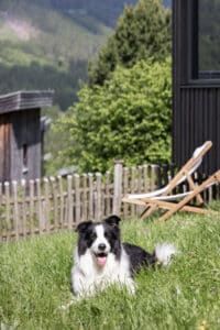 Urlaub mit Hund, Appartements, Steiermark