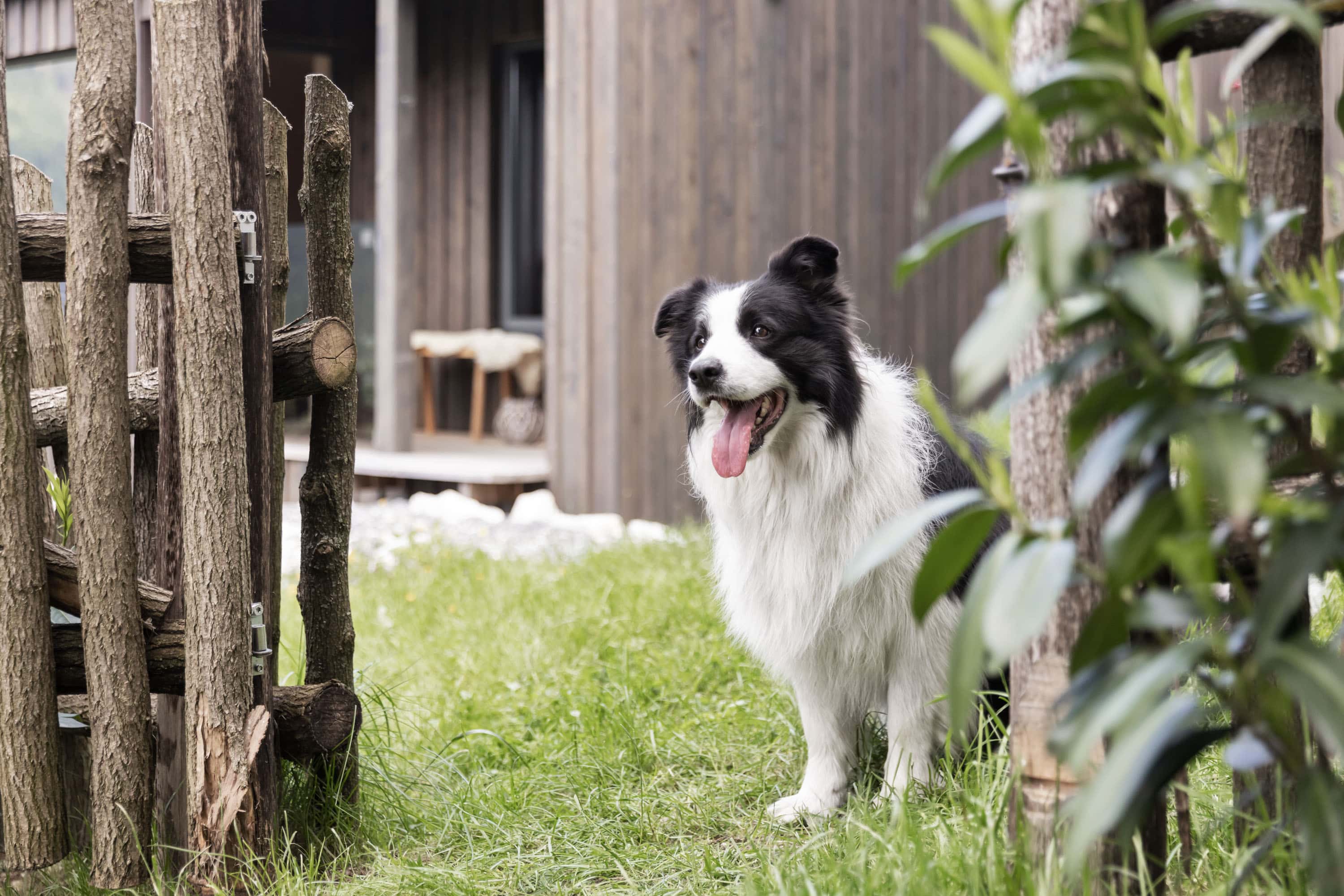 Urlaub mit Hund im Appartement mit Garten