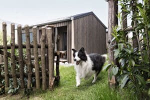 Urlaub mit Hund, Appartements, Steiermark