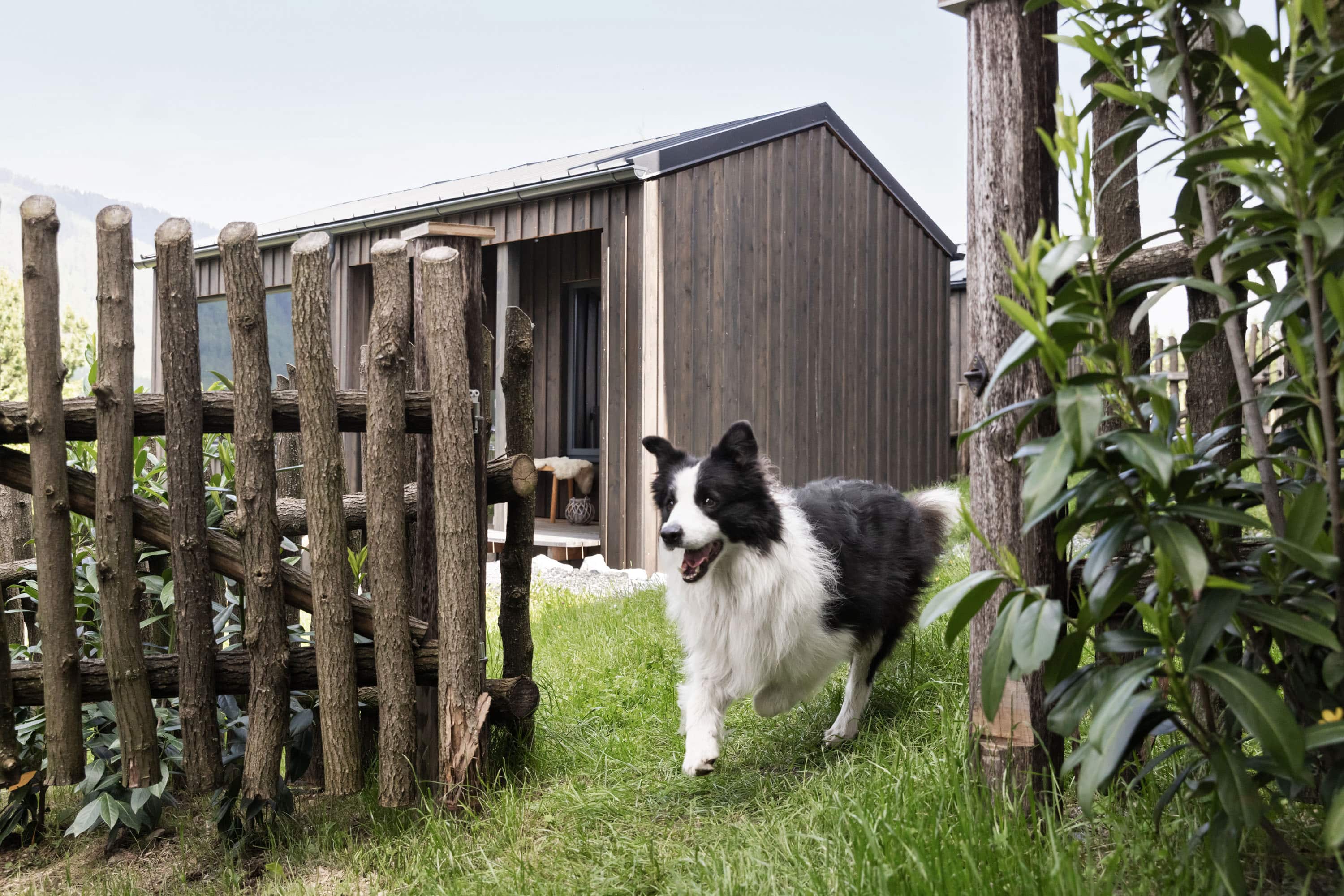 Urlaub mit Hund, Appartements, Steiermark
