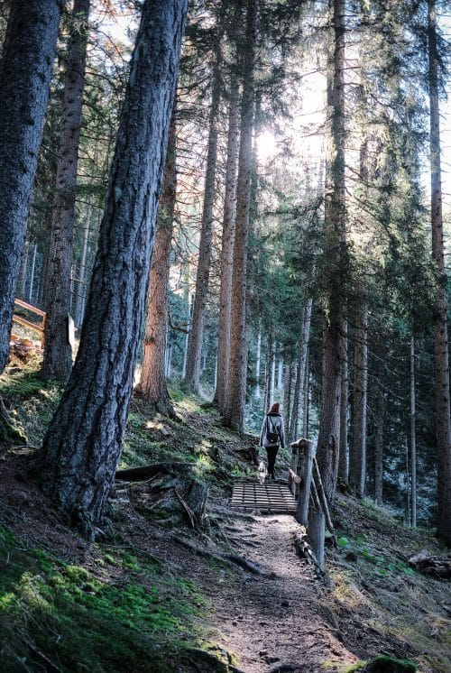 Wandern im Wald mit Hund