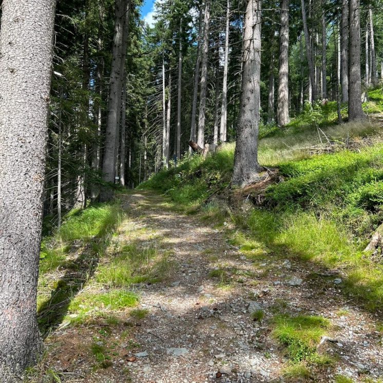 Waldweg und Zwergenwald